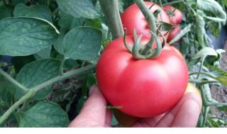 Pomidor Mamston 500 nasion