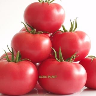 Pomidor Manistella  HA 3626 250 nasion