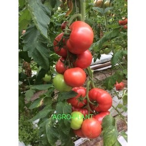 Pomidor Manusa 100 nasion