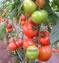 Pomidor Matias 500 nasion