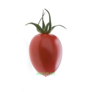 Pomidor Pareso 100 nasion
