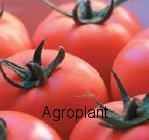 Pomidor Paronset 500 nasion