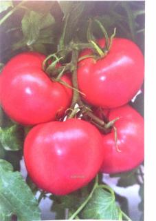 Pomidor  Pink Bisou TTM-075 250 nasion