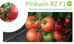 Pomidor Pinkwin 100 nasion