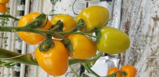 Pomidor Plenorange 250 nasion