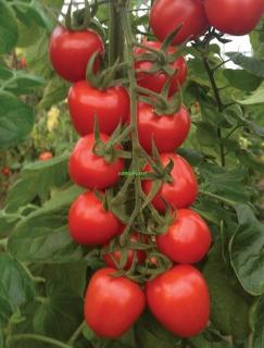 Pomidor Red Heart 100 nasion