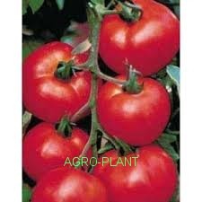 Pomidor Robin 500 nasion
