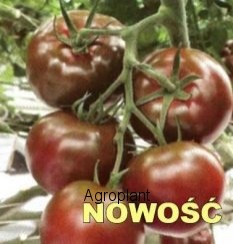 Pomidor Sacher 250 nasion