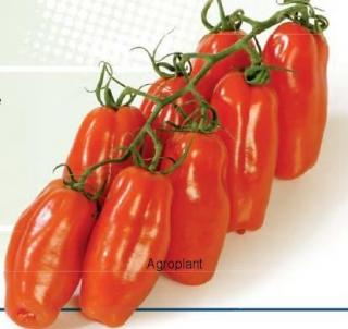 Pomidor Seviocard 500 nasion