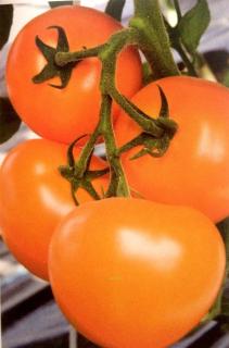 Pomidor  Taiyo (TI-169 )250 nasion