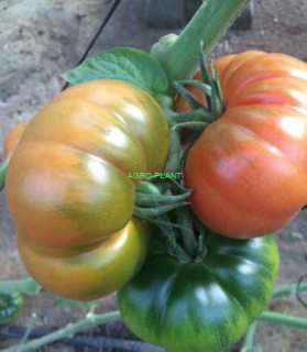 Pomidor TG9115 100 nasion