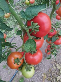 Pomidor  TG9121  250 nasion