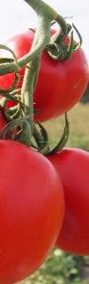 Pomidor Vaquero 5000 nasion (typ dyno)