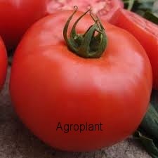 Pomidor Zadurella 250 nasion
