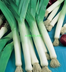 Por Gigante de Bulgaria 50g