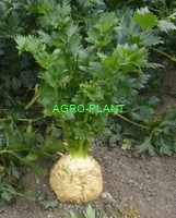 Seler Monarch 5000 nasion