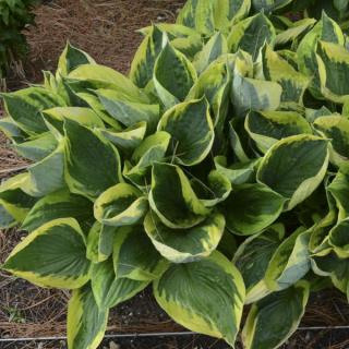 HOSTA FUNKIA Mix rodzajów C2