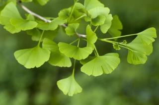 MIŁORZĄB GINGKO BILOBA 180CM W DONICZCE