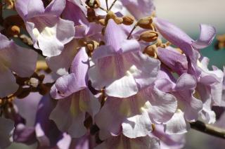 Paulownia Shan Tong OXY 100-120cm