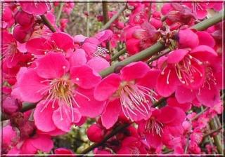 Prunus mume Beni Chidori - Morela japońska - drzewko