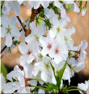 Prunus nipponica Brilliant - Wiśnia nippońska Brillant - białe z różowym