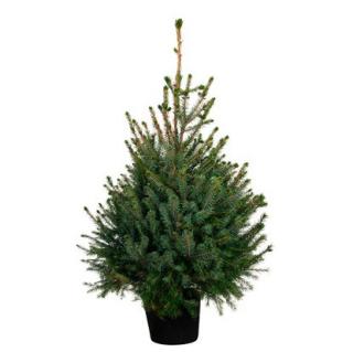 ŚWIERK SERBSKI PICEA OMORIKA C3 80-100cm