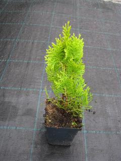 THUJA AUREA NANA P-9 15-20 cm