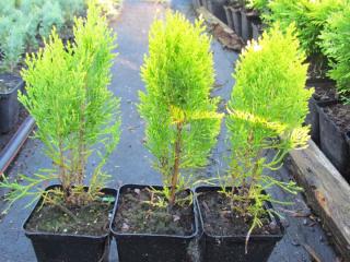 THUJA MORGAN P-9 15-20 cm