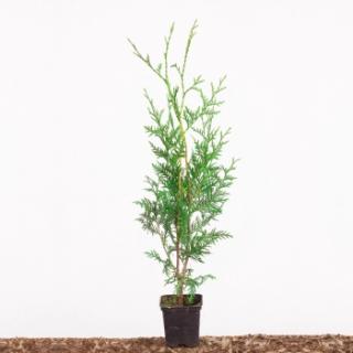 TUJA ŻYWOTNIK ZACHODNI THUJA OCCIDENTALIS BRABANT C3