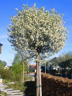 Wiśnia kulista UMBRACULIFERA szczepiona na pniu 160-180cm