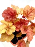 Żurawka Heuchera 10szt   mix c2