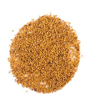 Gorczyca sarepska ziarno 1kg