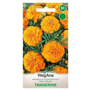 Aksamitka Rozpierzchła Niska Pełna Tangerine Wegana 1g