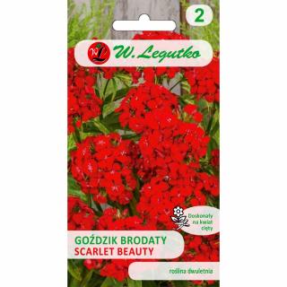 Goździk brodaty o kwiatach pojedynczych Scarlet Beauty Legutko 0,5g