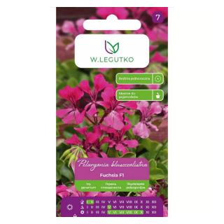 Pelargonia błuszczolistna Fuchsia F1 fioletowa Legutko 10 nasion