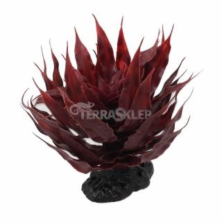 Agawa sukulent czerwony 18cm REPTI PLANET