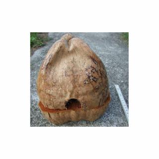Gniazdko kokosowe "Domek" otwierany