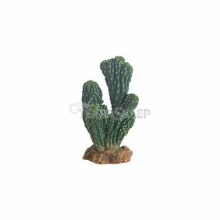 Kaktus Victoria Mały Hobby