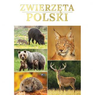 Książka Podróżnicza Zwierzęta Polski Album Ciekawostki Twarda Oprawa 64 Strony