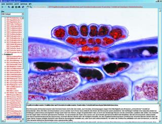 Anatomia PHANEROGAMAE - CD-ROM ze zdjęciami preparatów mikroskopowych