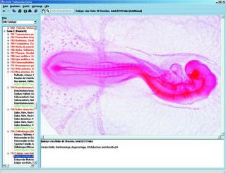 Embriologia i rozwój zwierząt - CD-ROM ze zdjęciami preparatów mikroskopowych