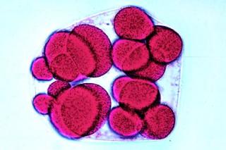 Embriologia jeżowców - zestaw 12 preparatów GWARANCJA NAJNIŻSZEJ CENY