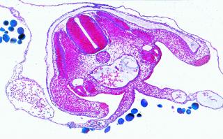 Embriologia kury domowej - zestaw 10 preparatów GWARANCJA NAJNIŻSZEJ CENY