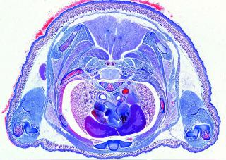 Embriologia świni - zestaw 10 preparatów GWARANCJA NAJNIŻSZEJ CENY