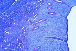 Histologia człowieka - duży zestaw, cz. I (50 preparatów) GWARANCJA NAJNIŻSZEJ CENY