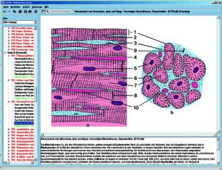 Histologia człowieka i ssaków - CD-ROM ze zdjęciami preparatów mikroskopowych