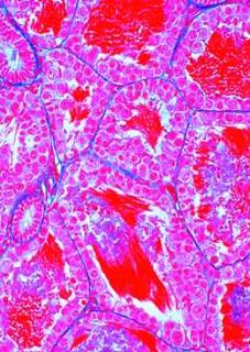 Histologia żaby - zestaw studencki (12 preparatów)