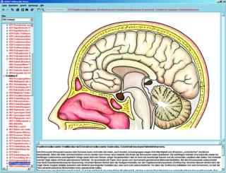 Hormony, układ hormonalny i kontrola - CD-ROM ze zdjęciami preparatów mikroskopowych