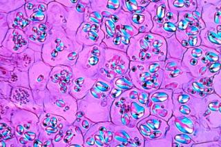 Komórka roślinna - zestaw 12 preparatów GWARANCJA NAJNIŻSZEJ CENY