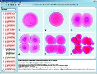 Komórka zwierzęca - CD-ROM ze zdjęciami preparatów mikroskopowych